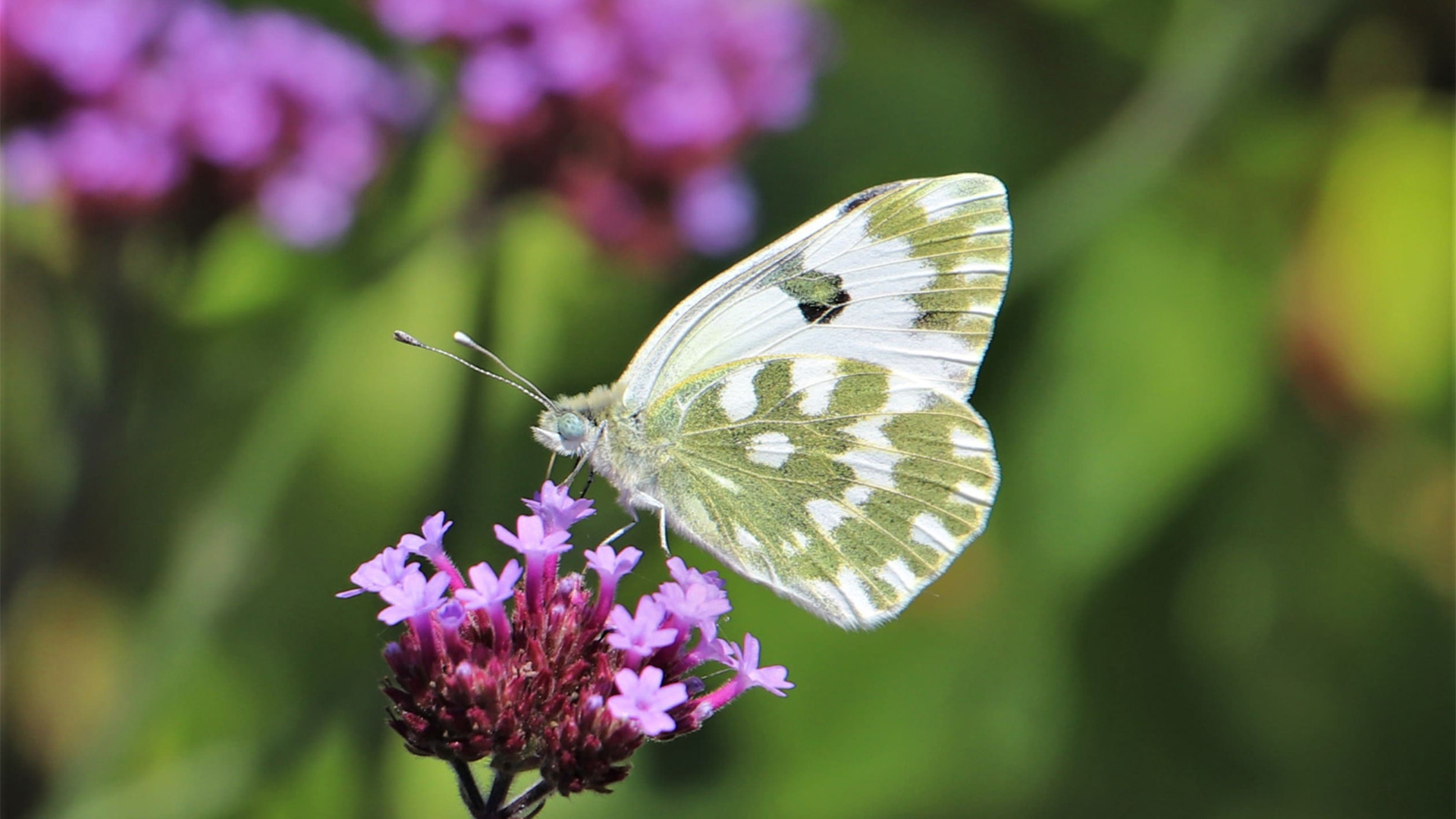 Il giardino delle farfalle, paradiso degli impollinatori